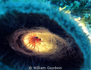 Tubed Peppermint Shrimp. Cayman Brac. 35 fsw by William Goodwin 